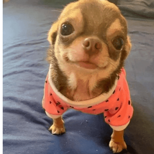 Pani perros 10 18