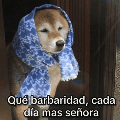 Pani perros 10 3