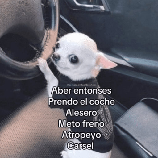 Pani perros 10 10