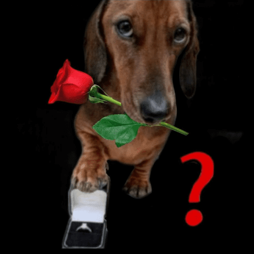 Pani perros 10 16