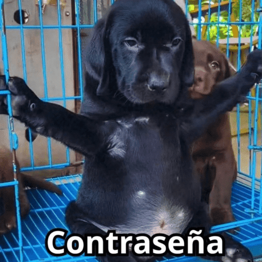 Pani perros 10 22