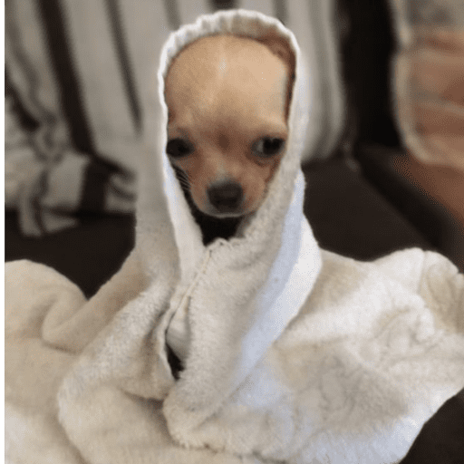 Pani perros 10 13