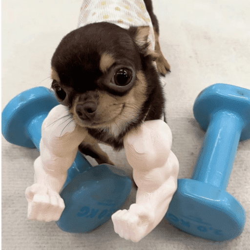 Pani perros 10 11