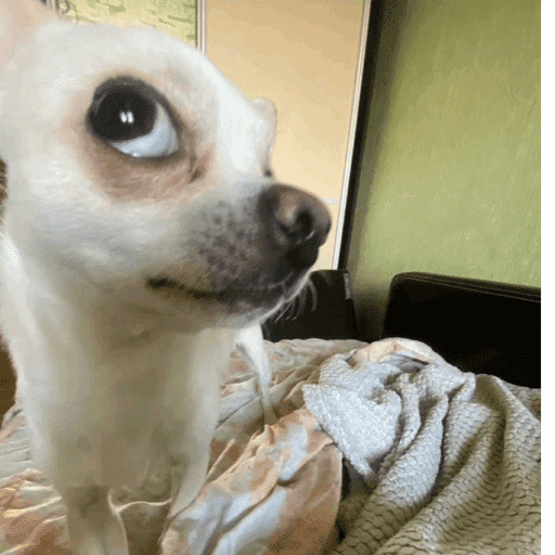 Pani perros 10 1