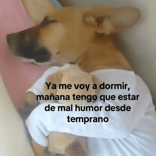 Pani perros 10 20