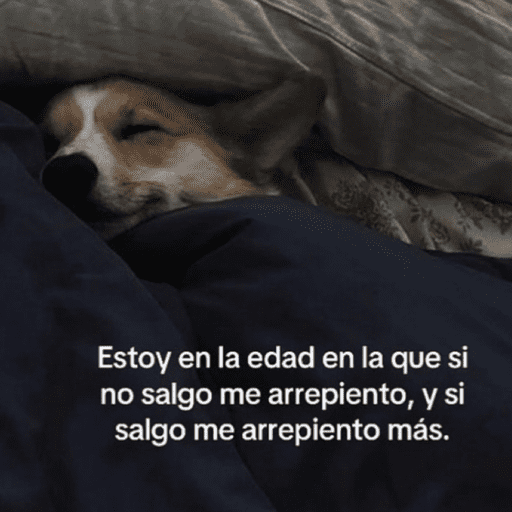 Pani perros 10 7