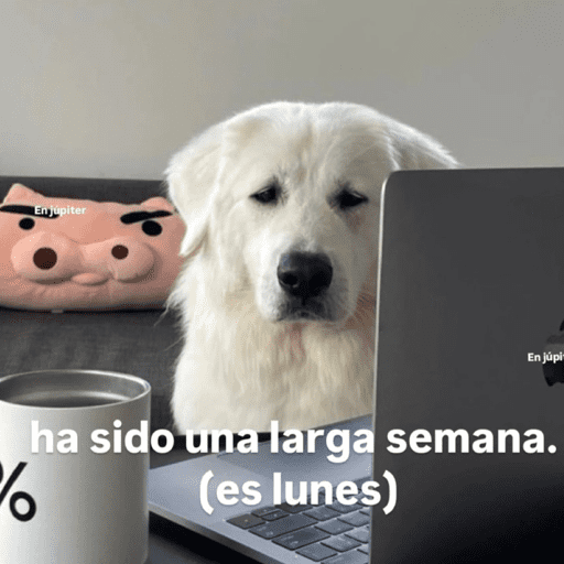 Pani perros 10 6