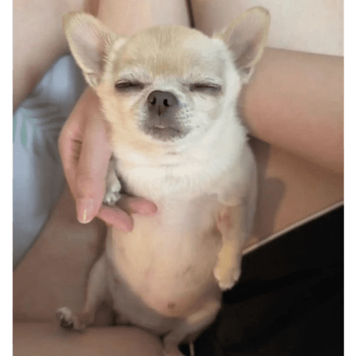 Pani perros 10 30