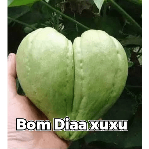 Mestre dos magos 14