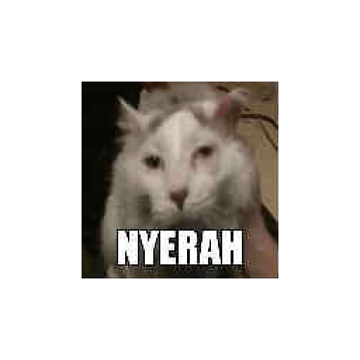 Stiker meme teks 13