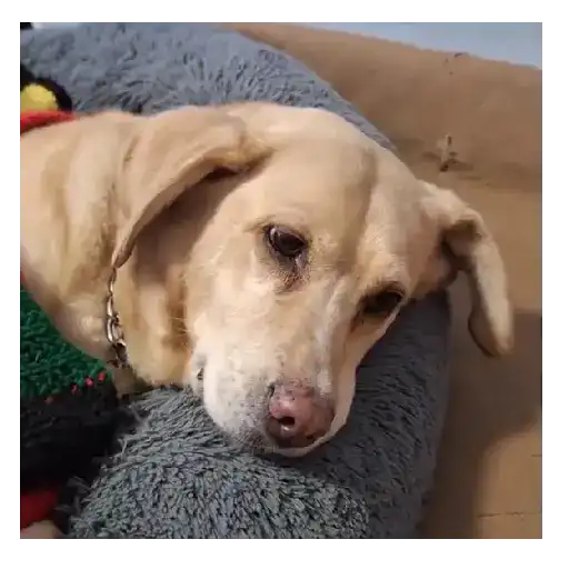 Perritos+Gatitos+Pereza+Frio❄️