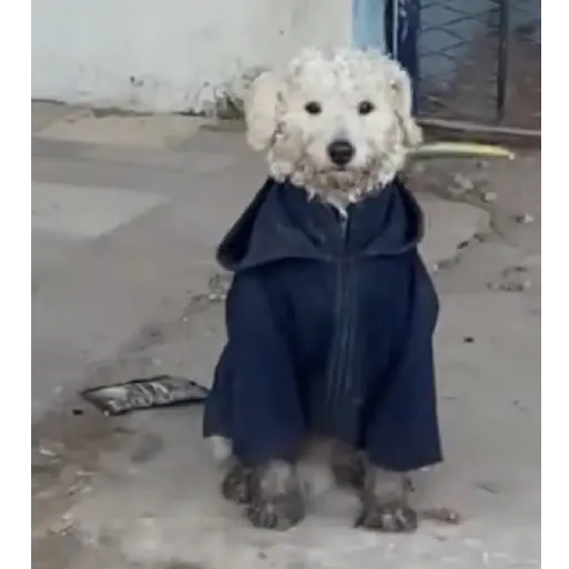 Perritos+Gatitos+Pereza+Frio❄️