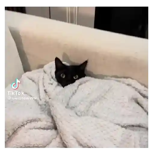Perritos+Gatitos+Pereza+Frio❄️