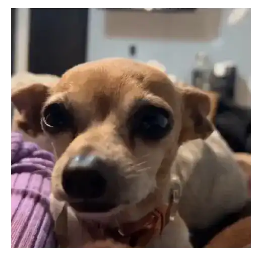 Perritos+Gatitos+Pereza+Frio❄️