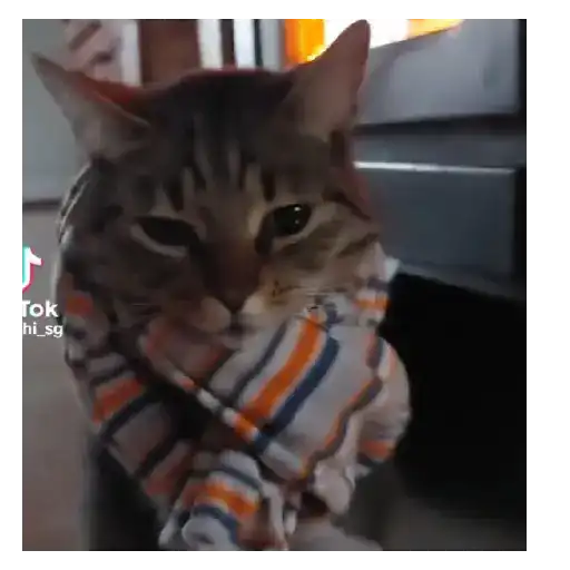 Perritos+Gatitos+Pereza+Frio❄️