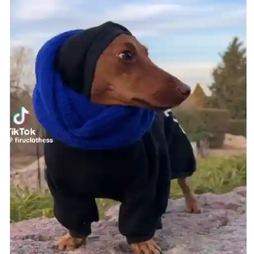 Perritos+Gatitos+Pereza+Frio❄️