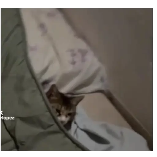 Perritos+Gatitos+Pereza+Frio❄️