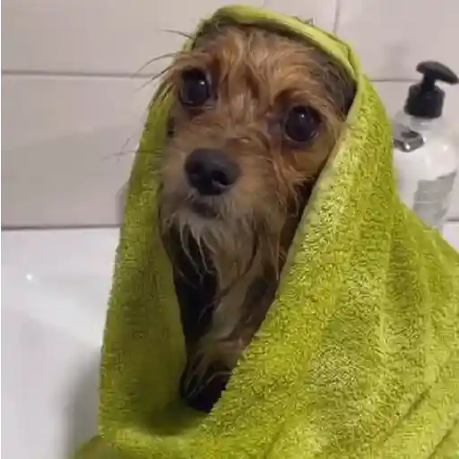 Perritos+Gatitos+Pereza+Frio❄️