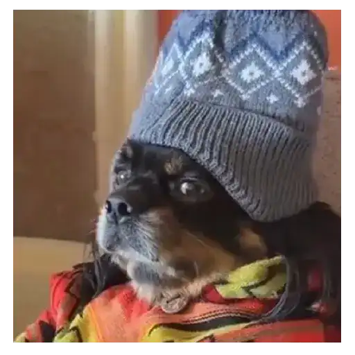 Perritos+Gatitos+Pereza+Frio❄️