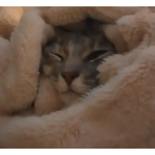 Perritos+Gatitos+Pereza+Frio❄️
