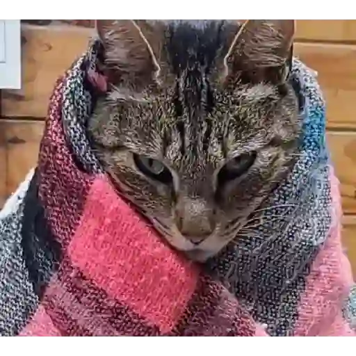 Perritos+Gatitos+Pereza+Frio❄️