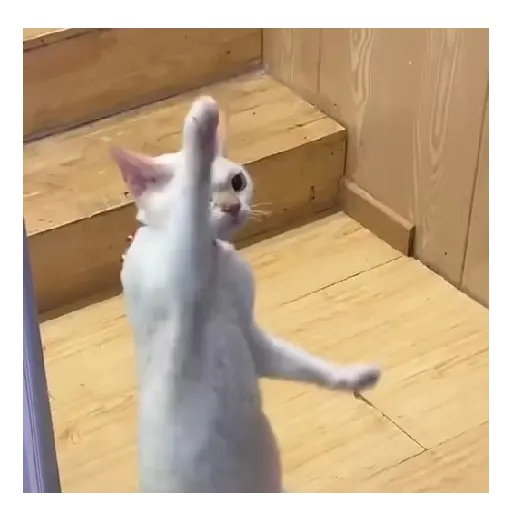 Gato Michi Mood 😼  2