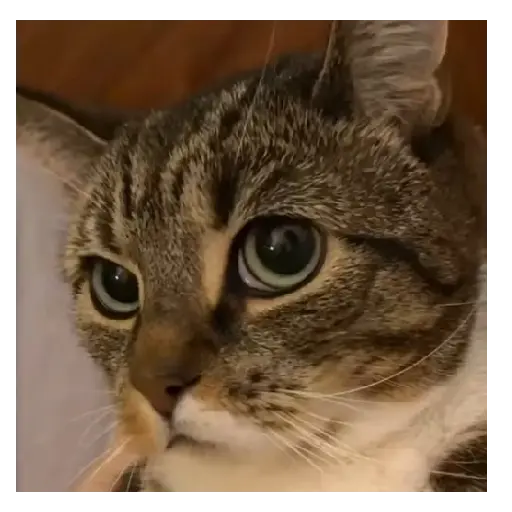 Gato Michi Mood 😼  4