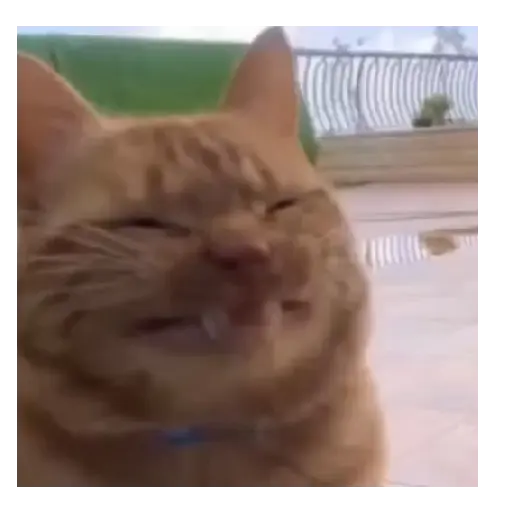 Gato Michi Mood 😼  5