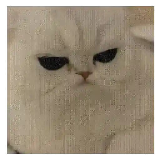 Gato Michi Mood 😼  6