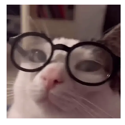 Gato Michi Mood 😼  7
