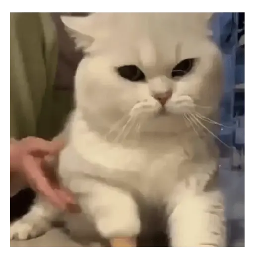 Gato Michi Mood 😼  8