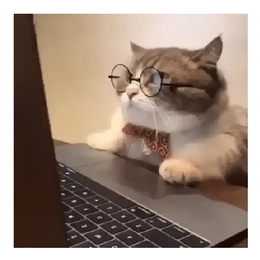 Gato Michi Mood 😼  9
