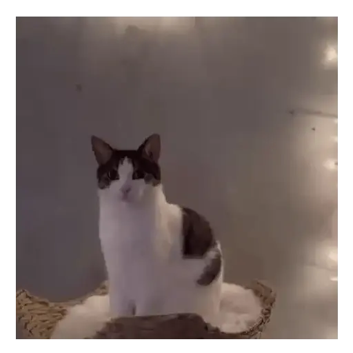 Gato Michi Mood 😼  10