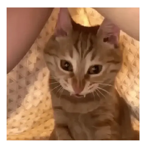 Gato Michi Mood 😼  12