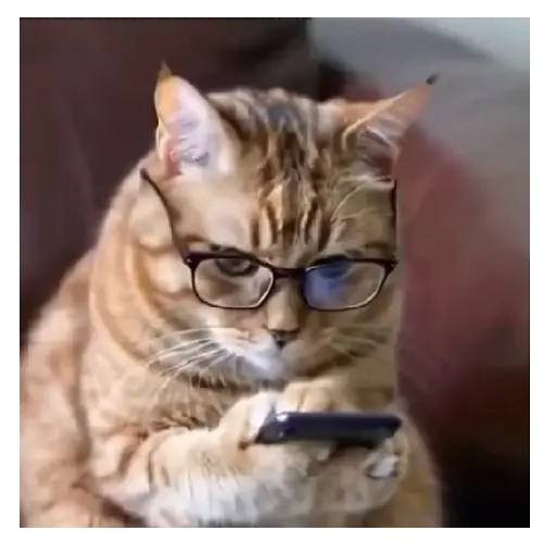 Gato Michi Mood 😼  13