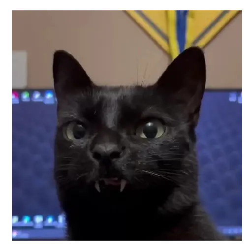 Gato Michi Mood 😼  15
