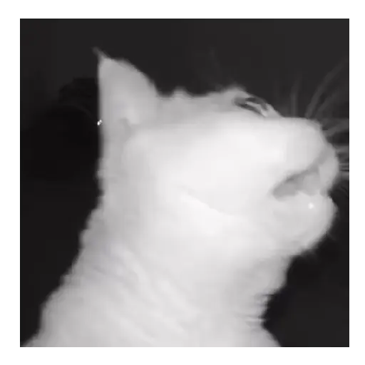 Gato Michi Mood 😼  16