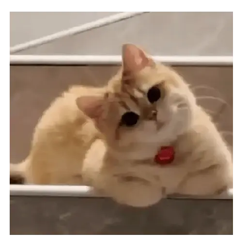 Gato Michi Mood 😼 