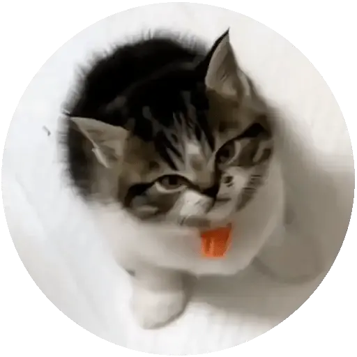 Gatos, gatitos tiernos 🐱❤️ 10