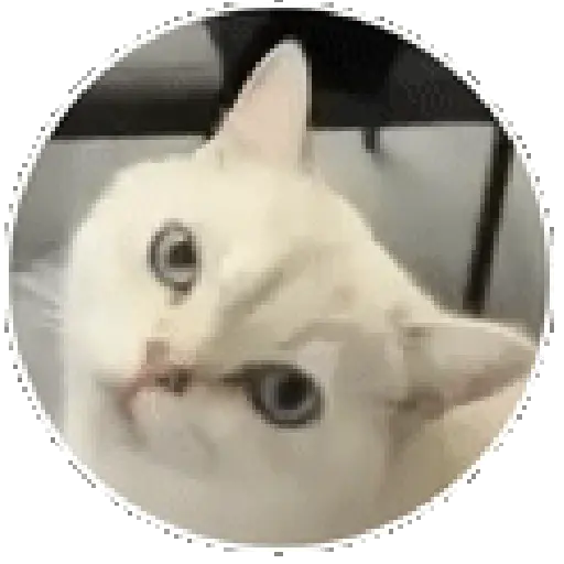 Gatos, gatitos tiernos 🐱❤️ 7