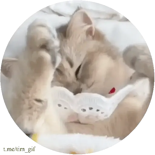 Gatos, gatitos tiernos 🐱❤️ 4