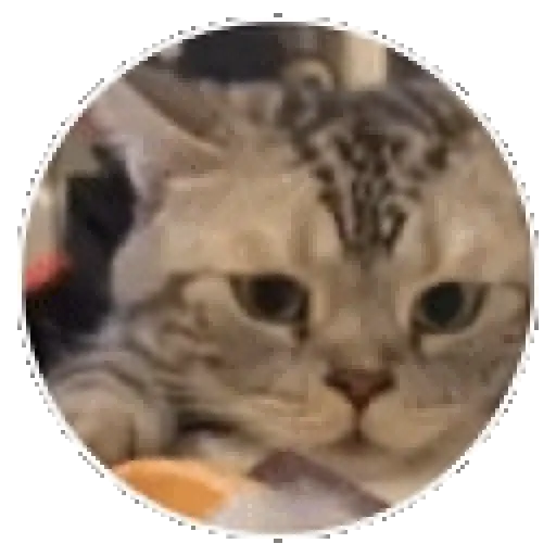 Gatos, gatitos tiernos 🐱❤️ 2