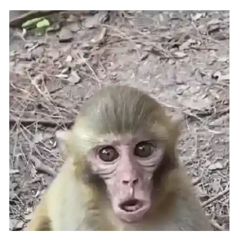 Monos que Representan 🐵 15