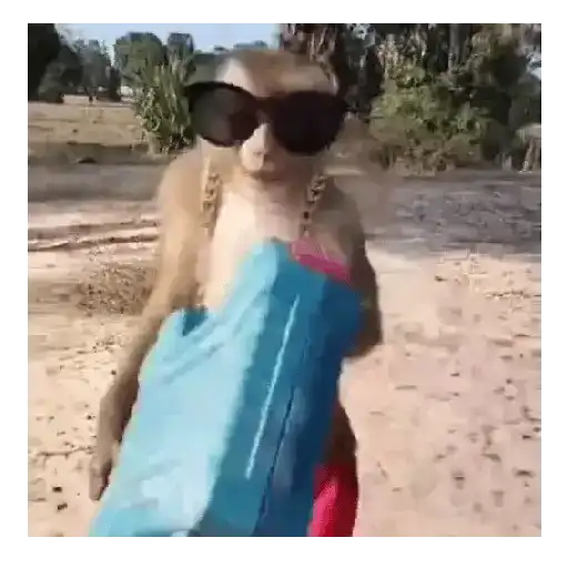 Monos que Representan 🐵 12