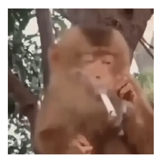Monos que Representan 🐵 13