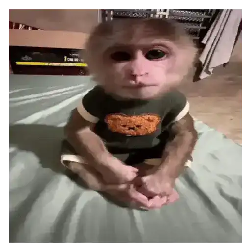 Monos que Representan 🐵 10