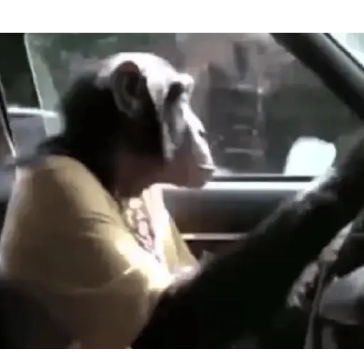 Monos que Representan 🐵 8