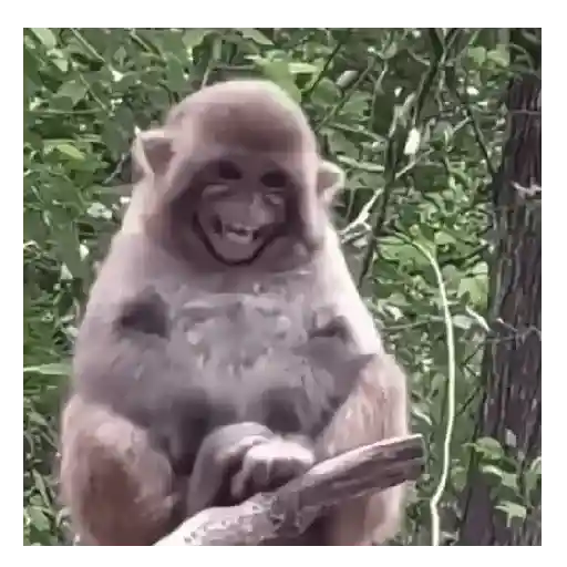 Monos que Representan 🐵 4