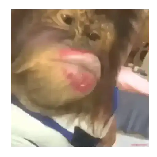 Monos que Representan 🐵 3
