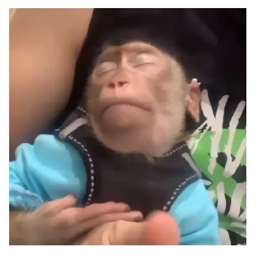 Monitos 🐒🙊